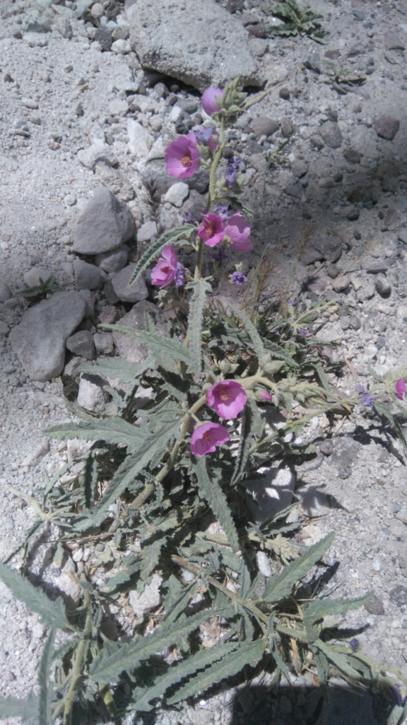 Narrowleaf Globemallow From Puente De Ojuela On April 18 2017 At 02 52