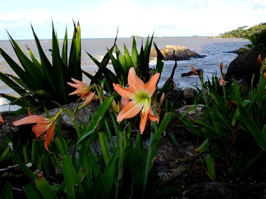 Barbados Lily from Montabo Cayenne 97300 Guyane française on November