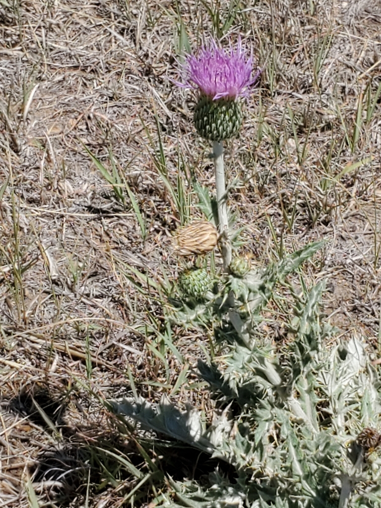 Wavyleaf Thistle From Morton County Us Ks Us On June At