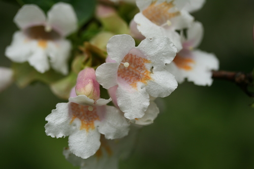 Dipelta Floribunda Inaturalist United Kingdom