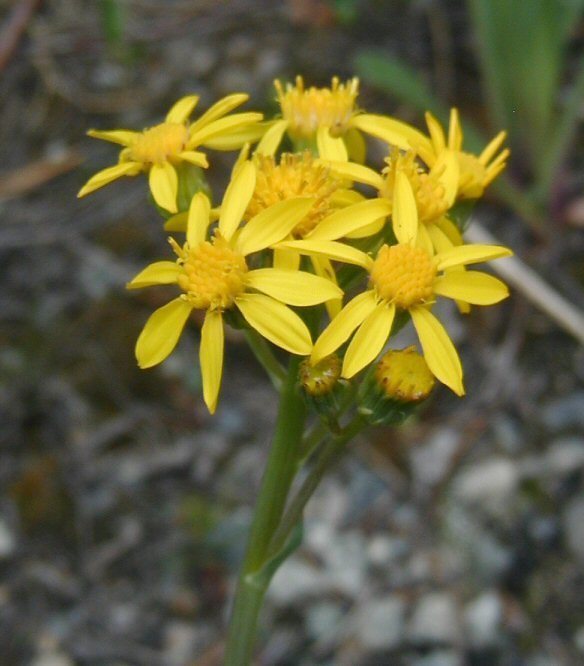 Tall Western Groundsel Plants Of Lone Mesa State Park Inaturalist