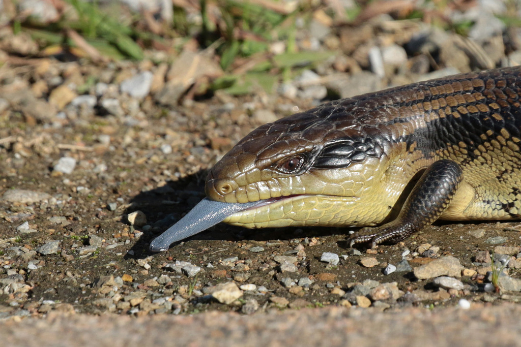 Eastern Blue Tongued Skink From Jarrahmond VIC 3888 Australia On June