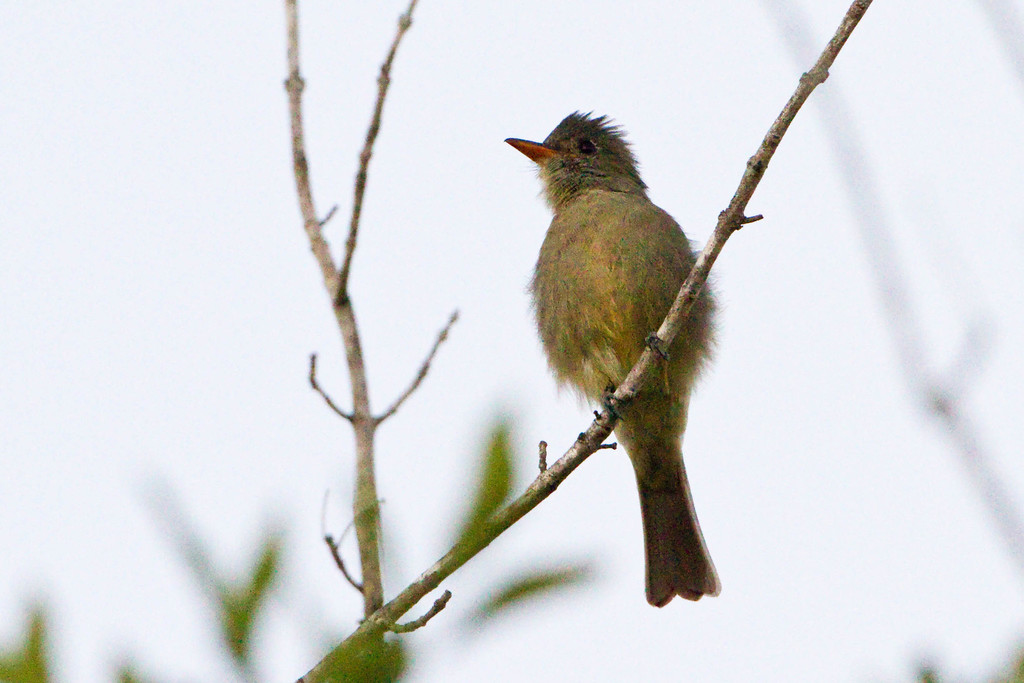 Greater Pewee Birds Of Chiricahua NM INaturalist Mexico