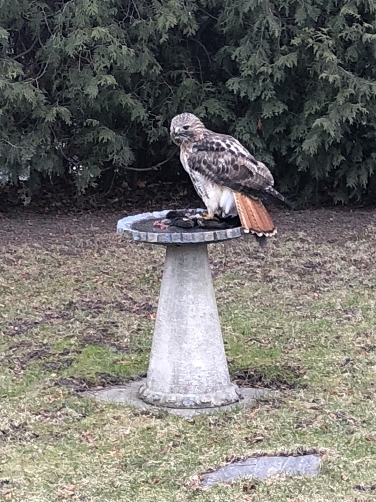 Red Tailed Hawk From Brahms Ave Toronto ON CA On December 23 2018