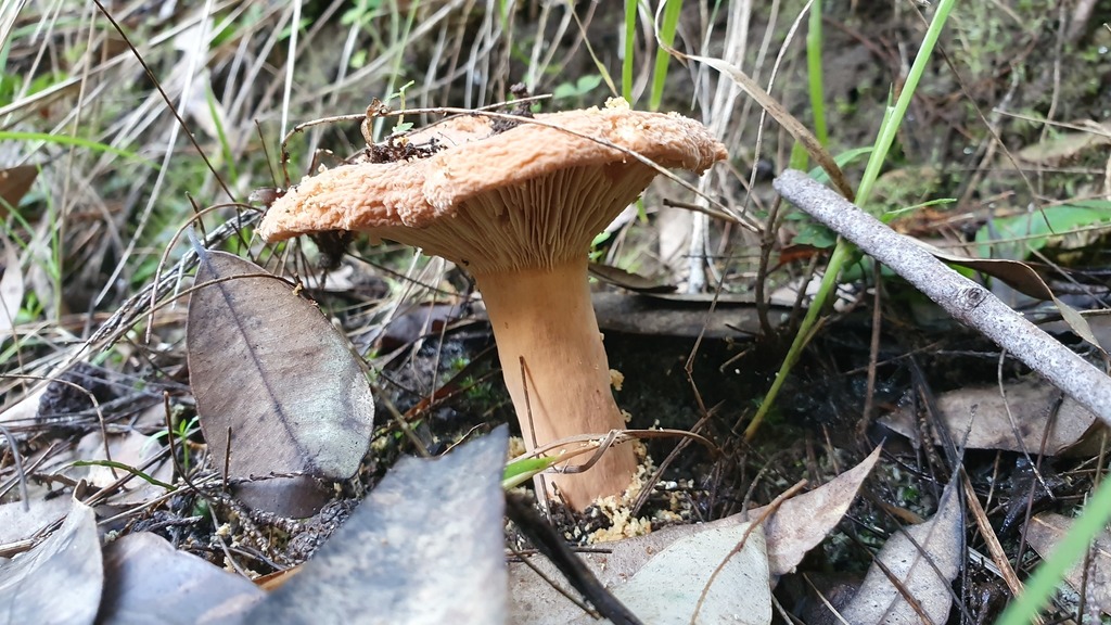 Lactifluus From Mooney Mooney Creek NSW 2250 Australia On July 04