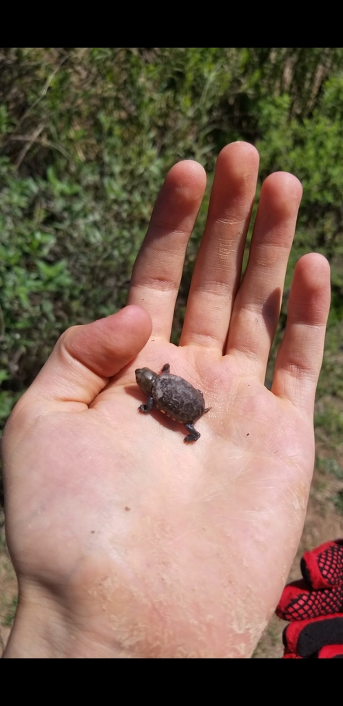 Mexican Mud Turtle From Aguascalientes Ags M Xico On July At