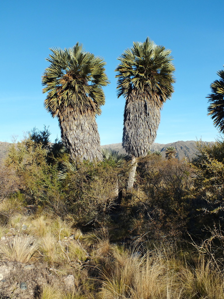 Trithrinax Campestris From Papagayos Chacabuco San Luis Argentina On