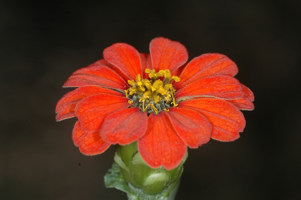 Gallito De Monte Plantas Y Polinizadores De San Gabriel Chilac