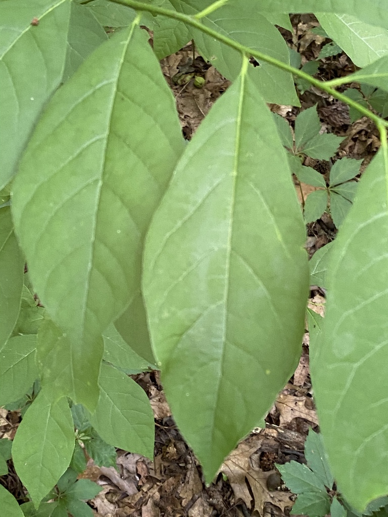 Northern Spicebush From Long Island New York NY US On July 7 2020