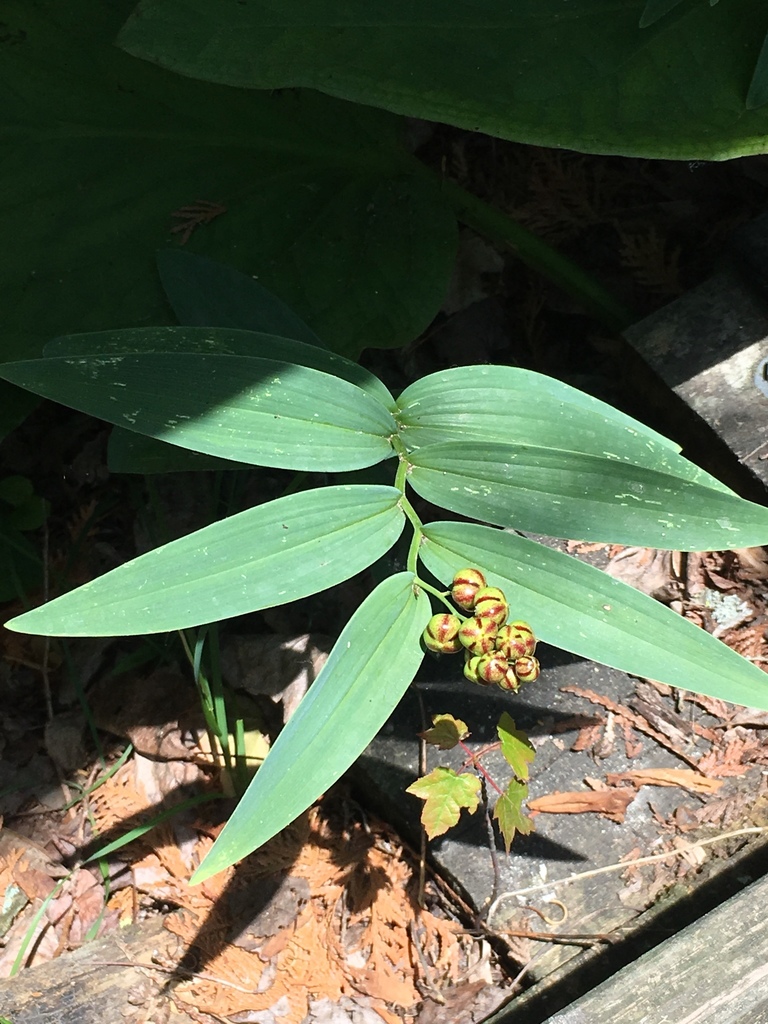 Star Flowered Lily Of The Valley From 980 Woodburn Rd Urbana OH US