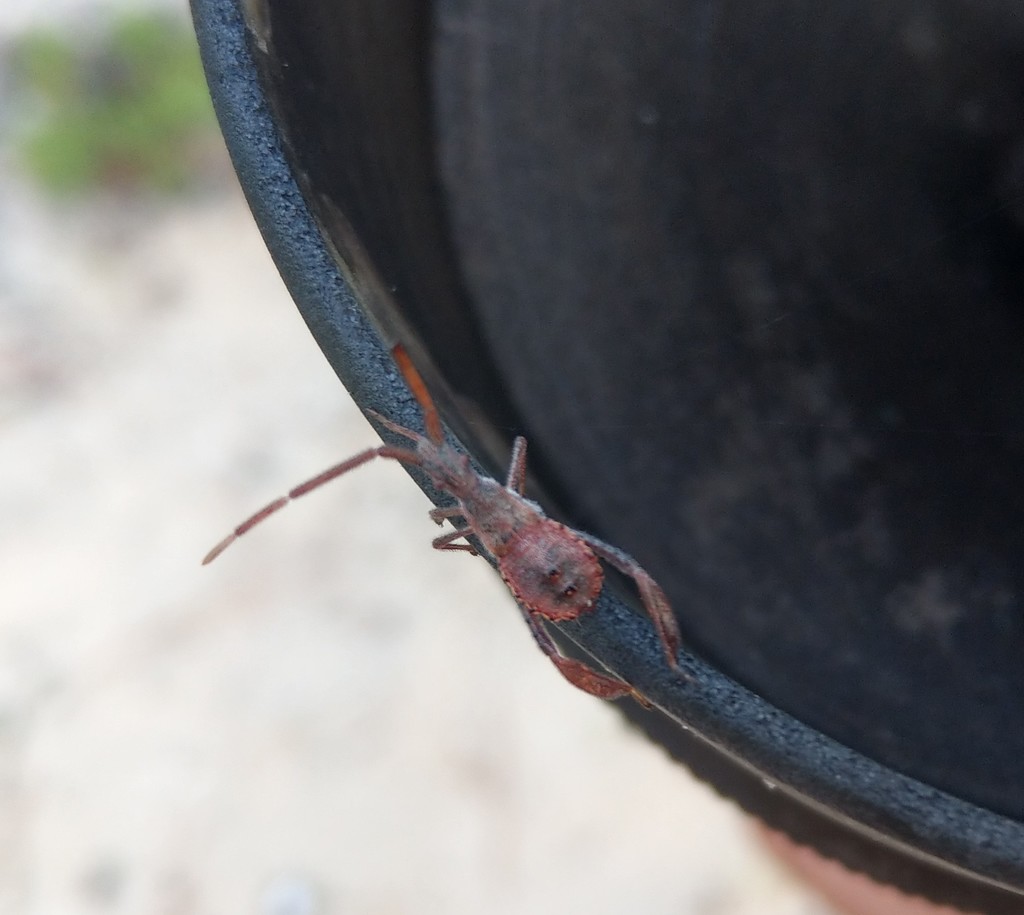 Leptoglossus From St Vincent National Wildlife Refuge On July 08 2020