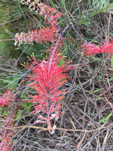 Subspecies Grevillea Dryandri Dryandri INaturalist