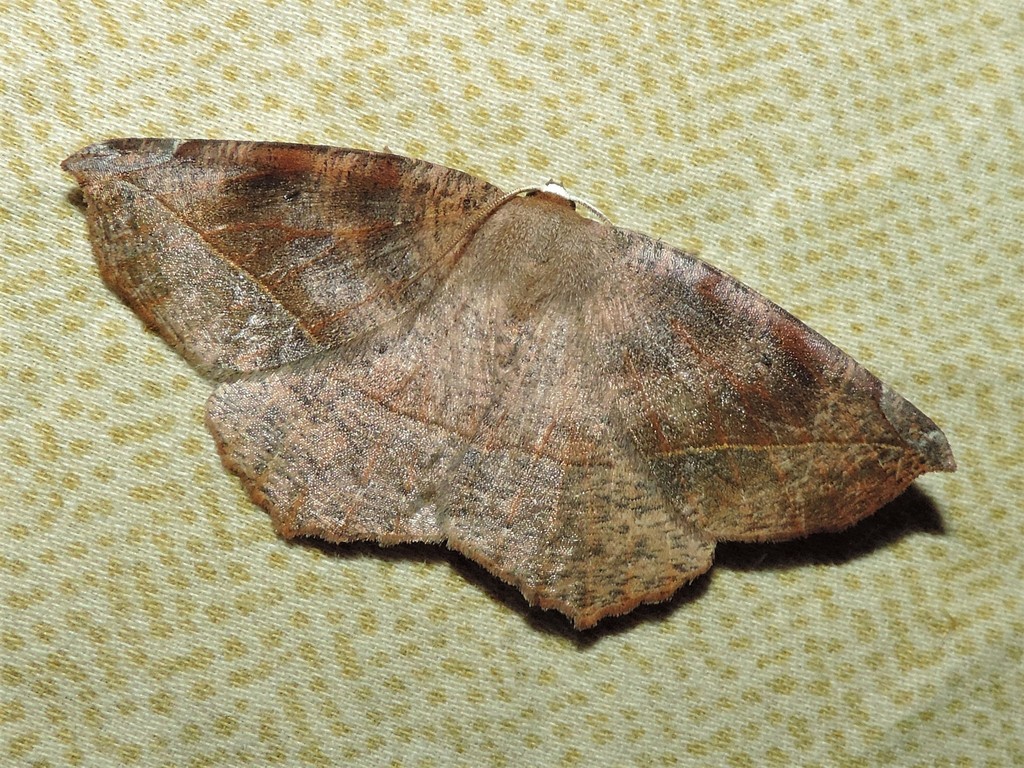 Curved Toothed Geometer Moth From Howard County Md Usa On July