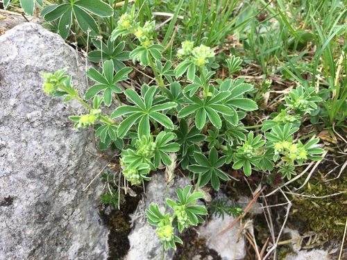 Alchemilla Conjuncta NaturaLista Colombia