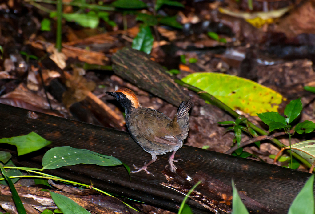 Black Faced Antthrush The Birds Of The Yasuni Inaturalist