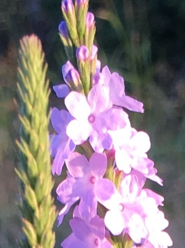 Gulf Vervain Nash Prairie Plants List Inaturalist