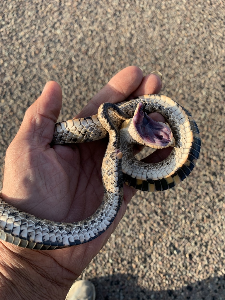 Mexican Hognose Snake From Us Alpine Tx Us On July At