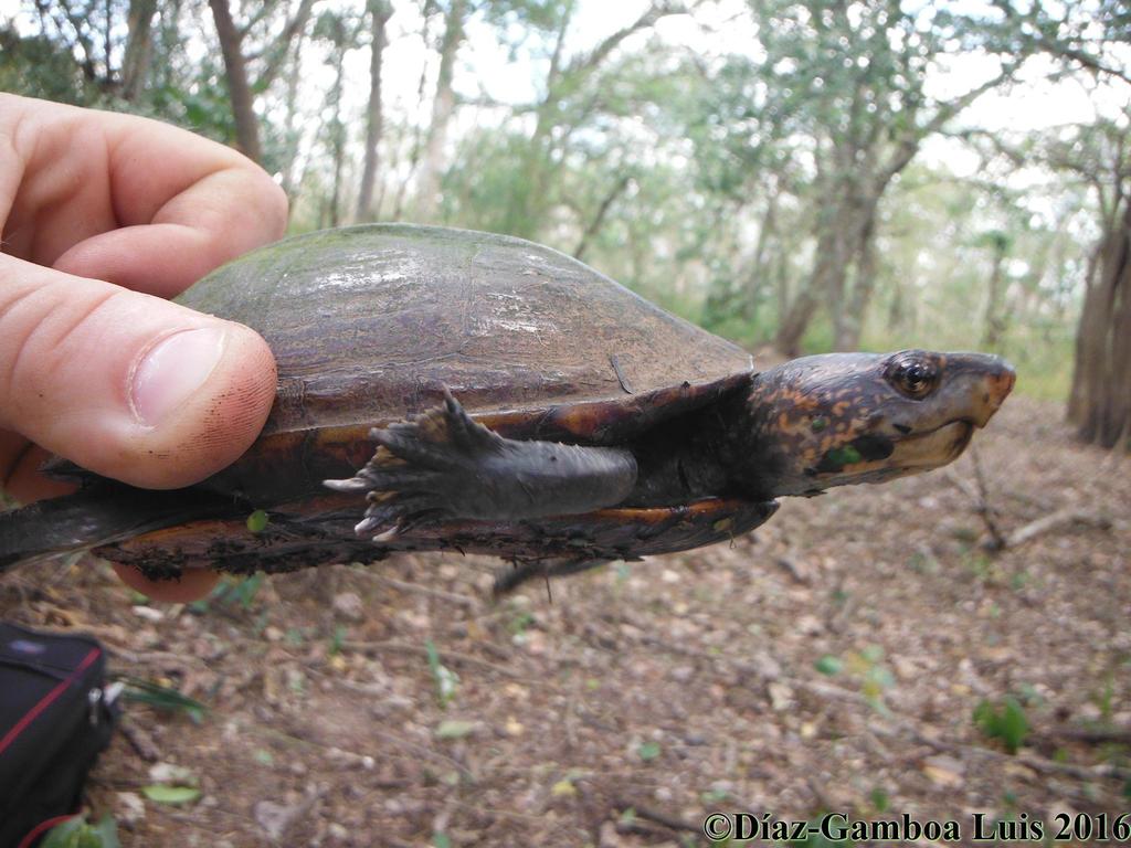 Tortuga Candado Desde Tzucacab Yuc M Xico El Viernes De Marzo De