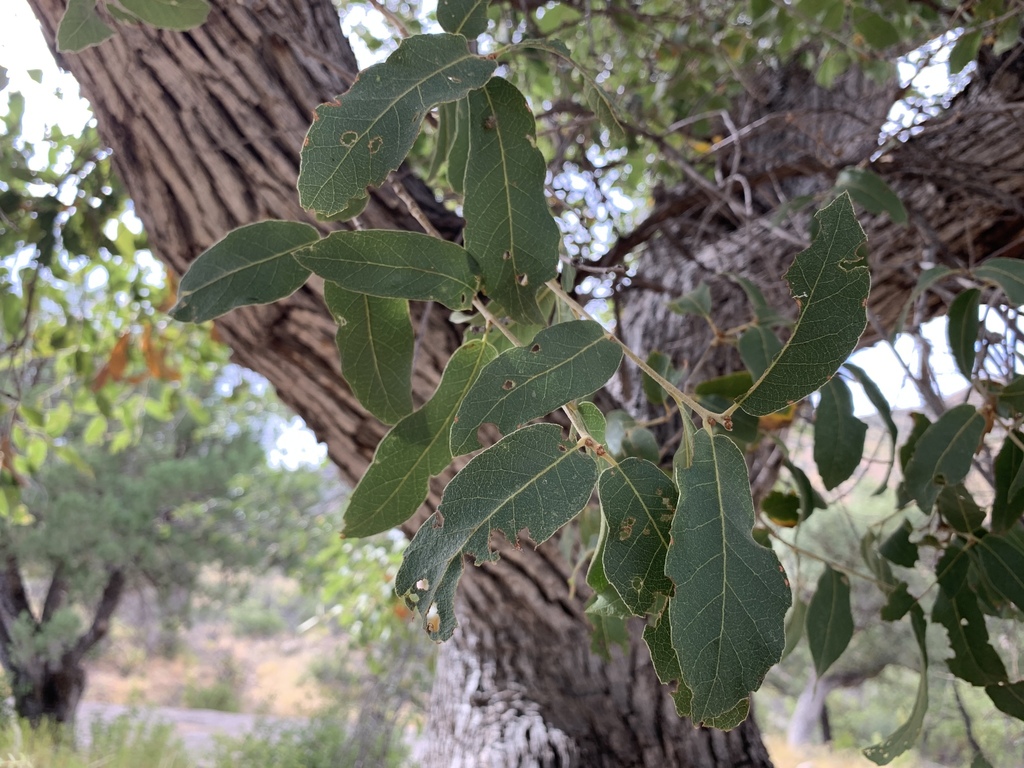 Quercus Oblongifolia Desde Graham County Us Az Us El De Julio De