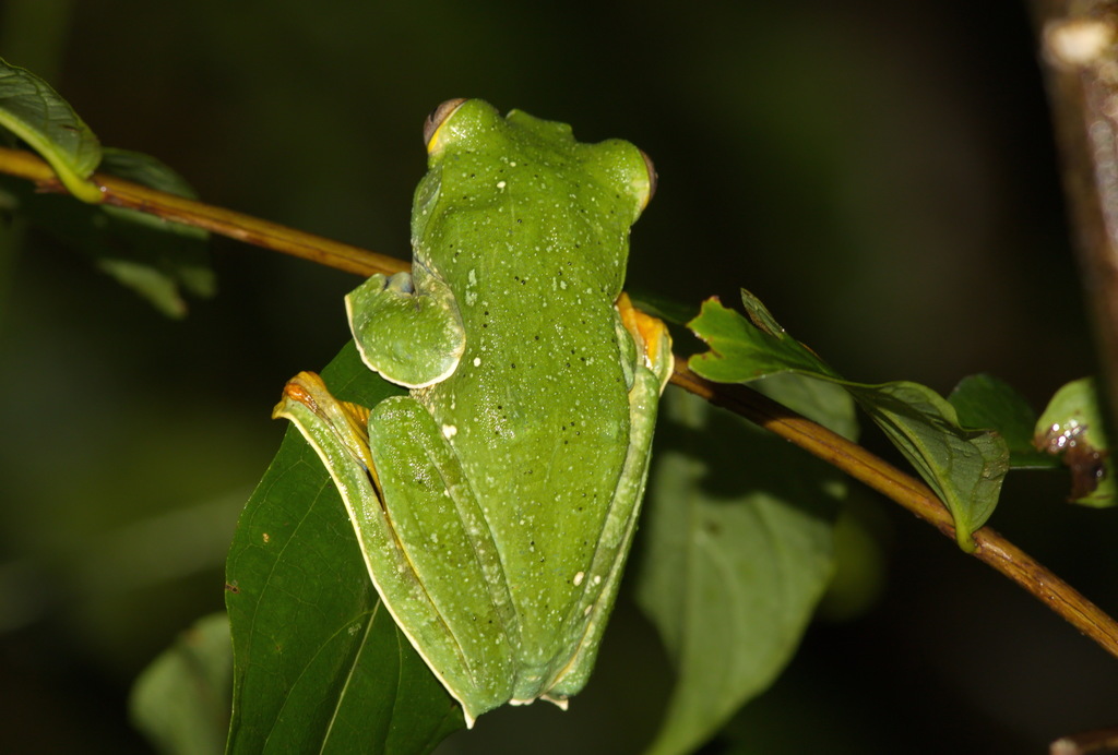 Black Webbed Flying Frog From Huai Mae Priang Kaeng Krachan District