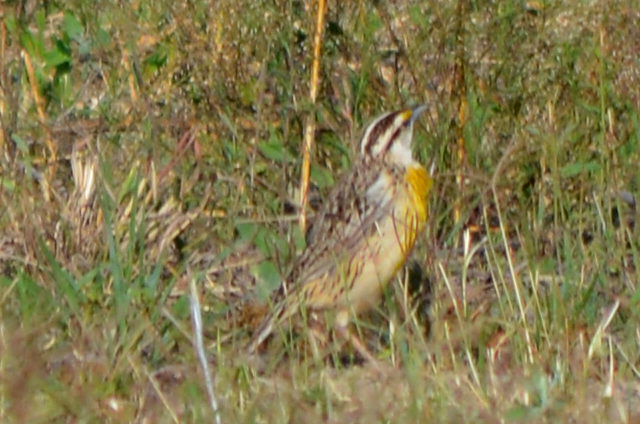 Sturnella Lilianae Auropectoralis From Rancho Los Sauces Chicos