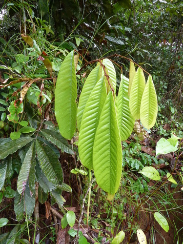 Anthonotha Fragrans NaturaLista Mexico