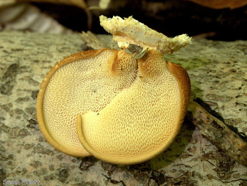 Hexagonal Pored Polypore Lichens And Mushrooms Of Virginia Inaturalist