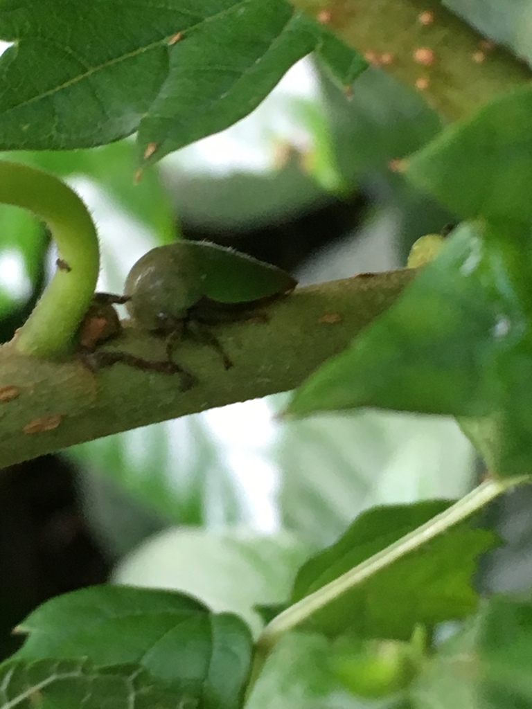 Hebetica Sylviae From Agnes Scott College Decatur Ga Us On July