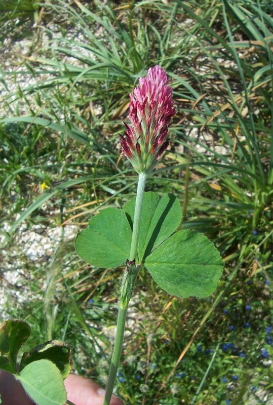 Crimson Clover Plants Of Saxony Inaturalist