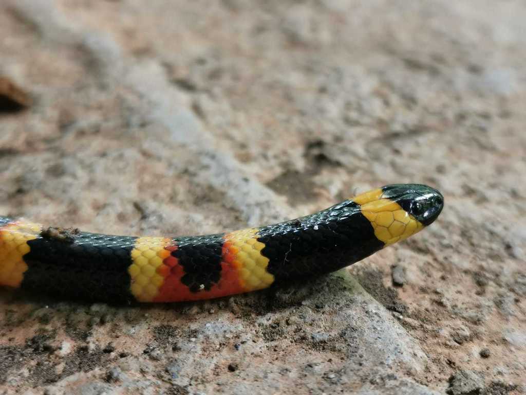 Serpiente coralillo oaxaqueña desde Oaxaca MX elsábado 01 de agosto