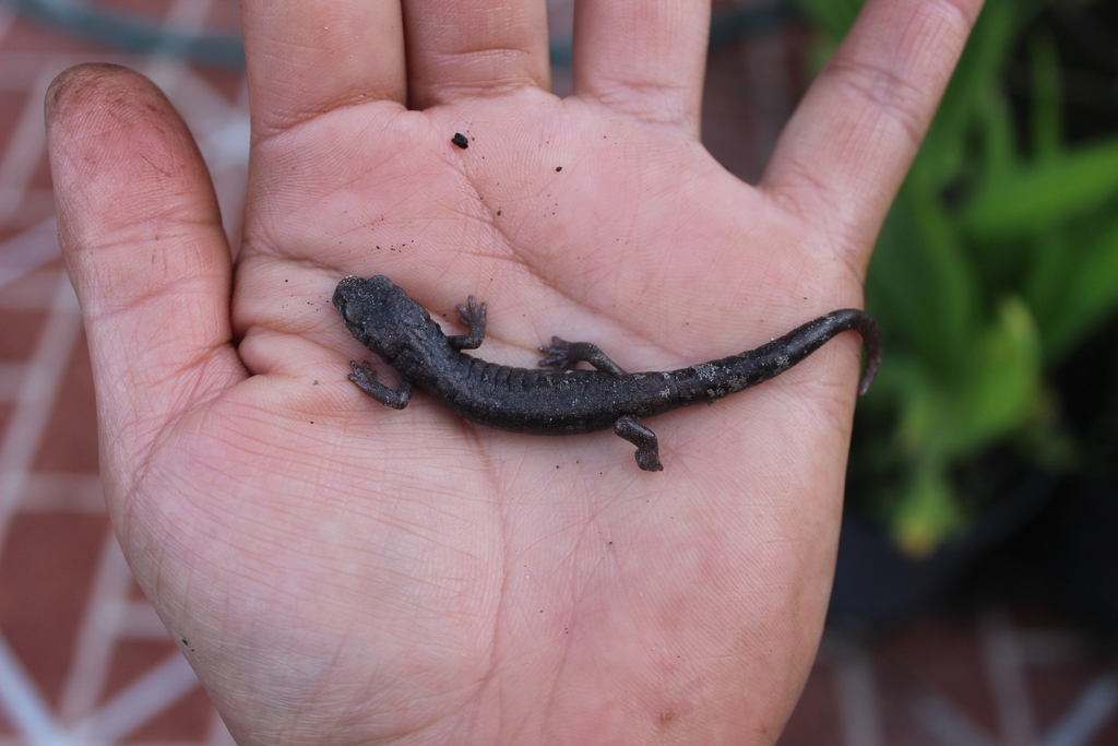 Red Legged False Brook Salamander From San Vicente Chimalhuac N M X