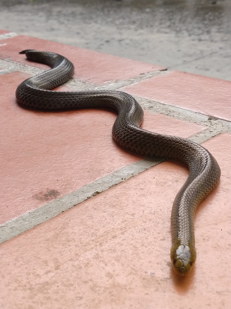 Parker S Ground Snake In July By Lucas Tapia Lauwers Inaturalist