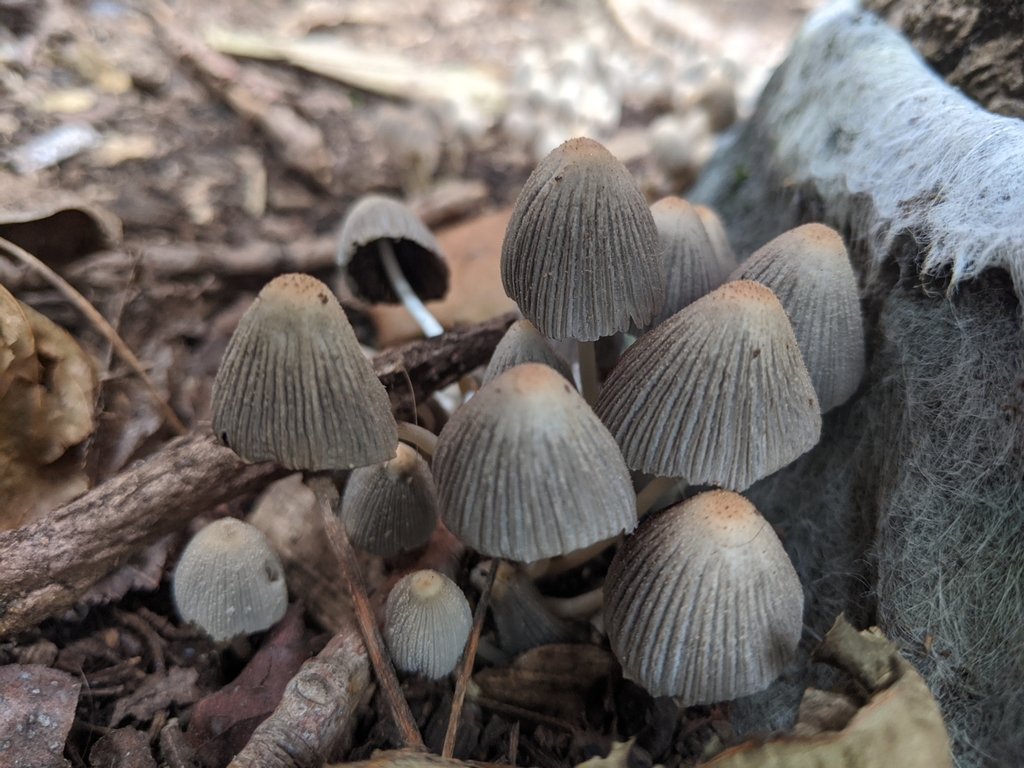 Coprinellus Sect Micacei From Wellington Central Wellington New