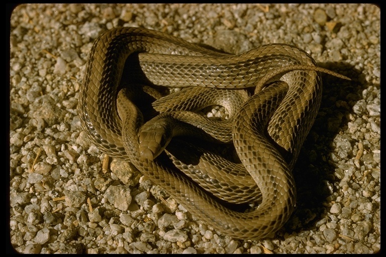 Western Patch Nosed Snake Reptiles Of Chiricahua NM INaturalist