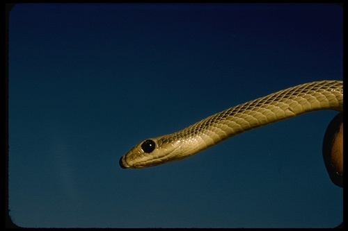 Western Patch Nosed Snake Reptiles Of Chiricahua Nm Inaturalist Mexico