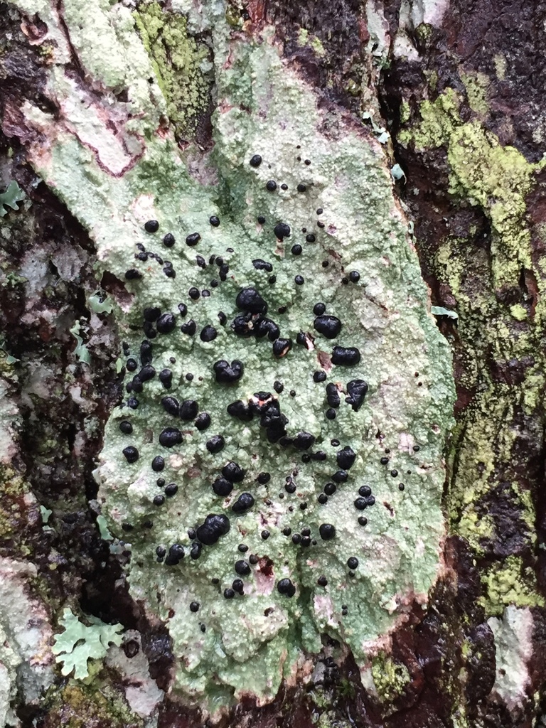 Mycoblastus Sanguinarioides From Machar Machar On Ca On July