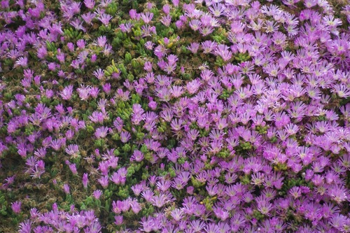 Pale Dewplant Locally Indigenous Plant Species For Knysna Surrounds