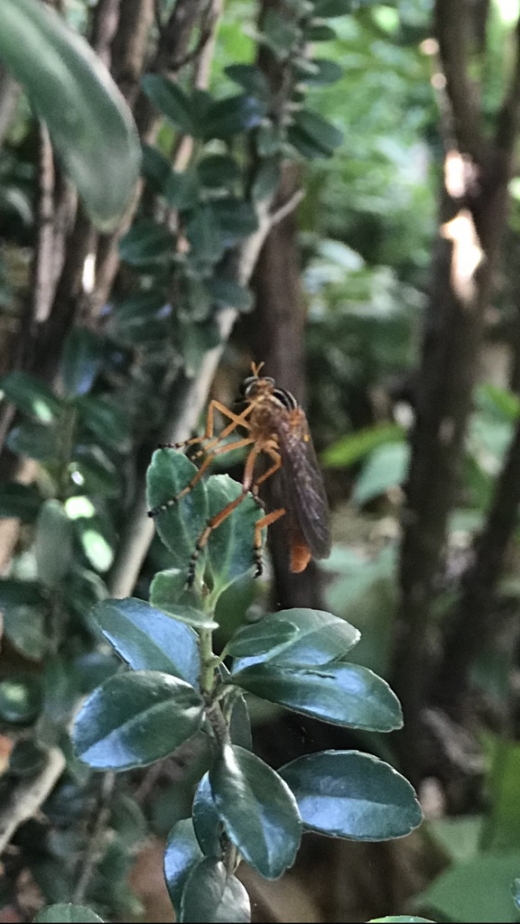 Diogmites Neoternatus From Long Island New York Ny Us On August