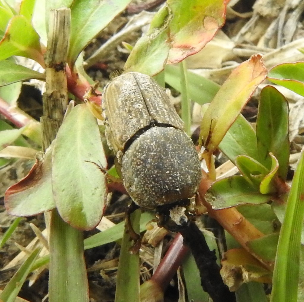 Euoniticellus Intermedius From Ojuelos De Jalisco On August At