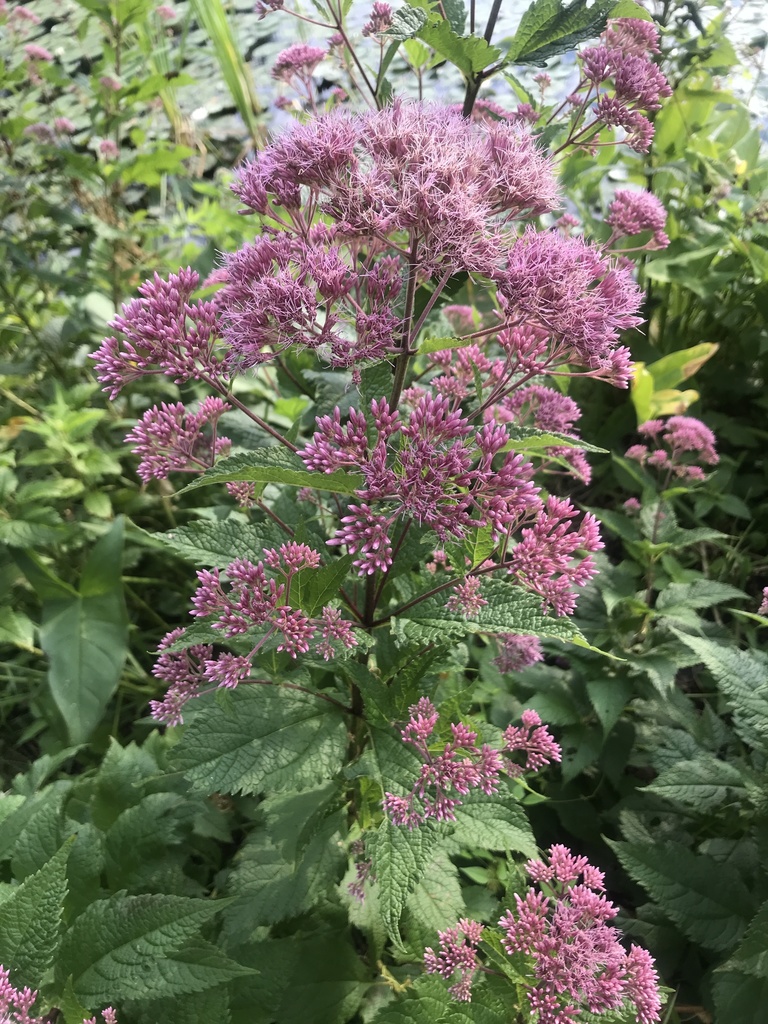 Coastal Plain Joe Pye Weed From Park Ave Whitman Ma Us On August