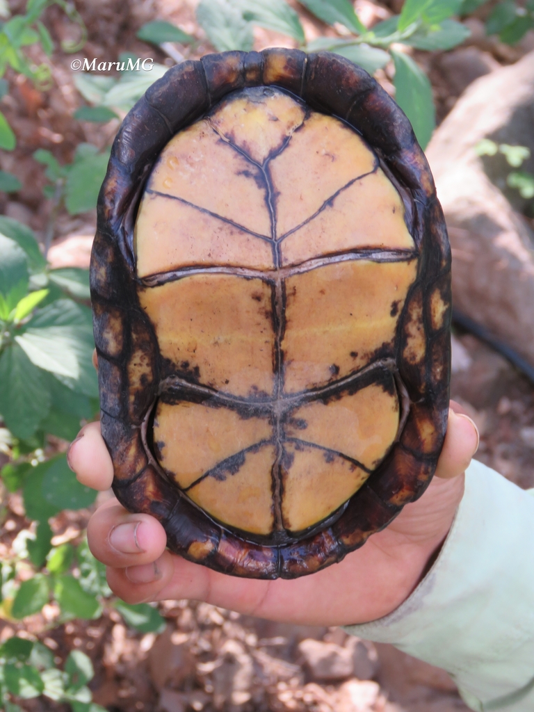 Mexican Mud Turtle From Victoria Gto M Xico On July At