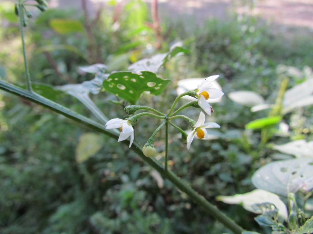 American black nightshade from Guadalajara Jalisco México on January