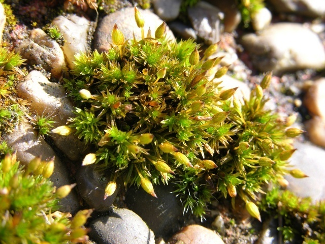 Orthotrichum Moss Mosses And Liverworts Of Chiricahua NM