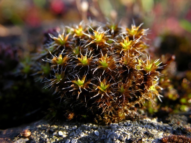 Star Moss Mosses And Liverworts Of Chiricahua Nm Inaturalist Mexico