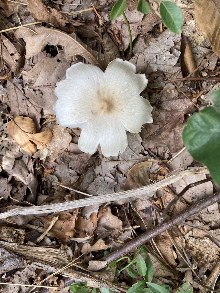 Mushrooms Bracket Fungi Puffballs And Allies From Jim Thorpe PA US