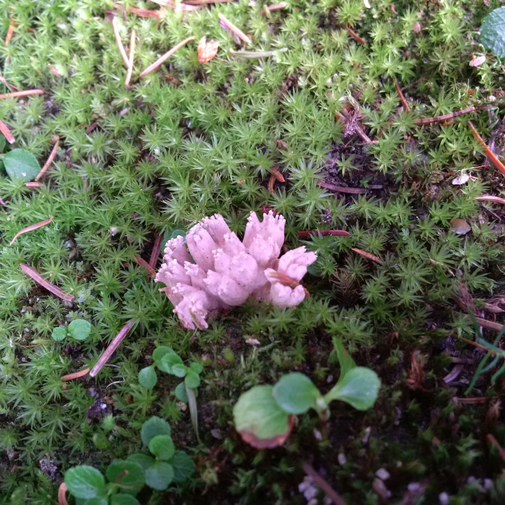 Violet Coral Fungus From Beaverhead County MT USA On August 20 2020