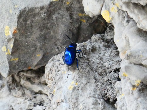 Platycorynus Major Naturalista Mexico