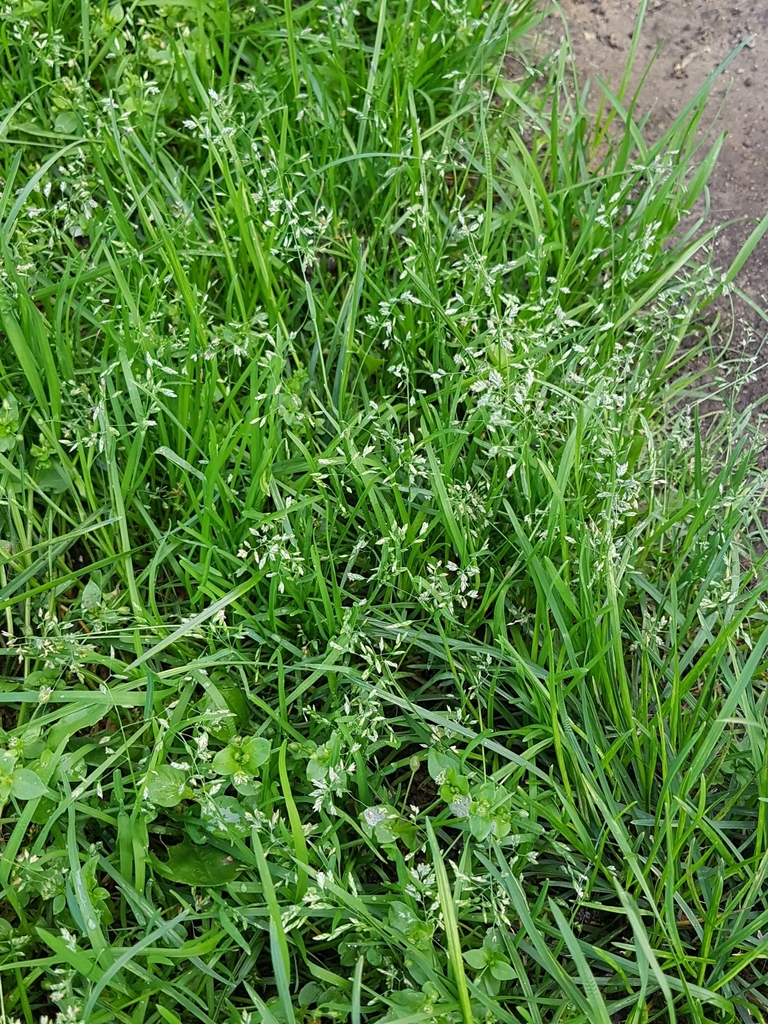 Annual Meadow grass from Екатеринбург Свердловская обл Россия