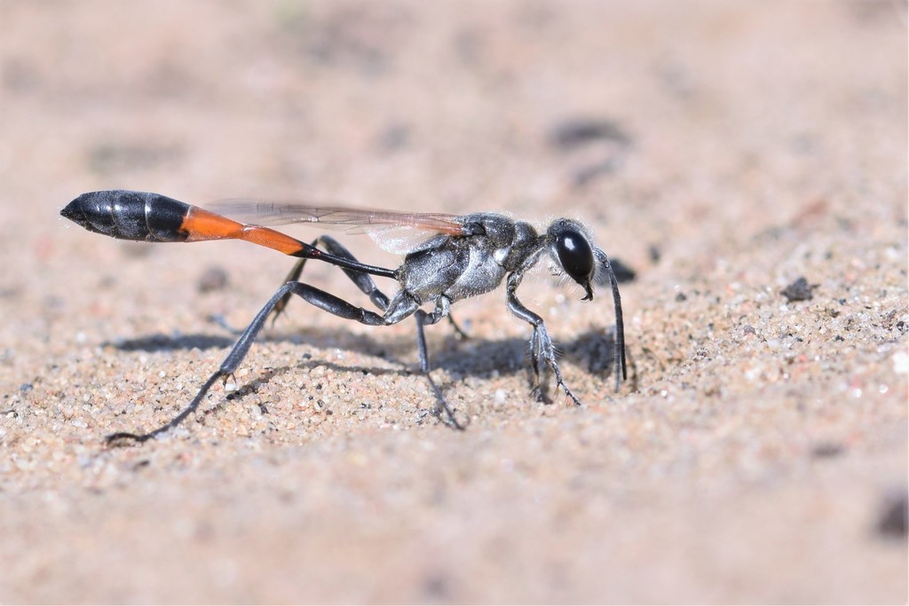 Thread Waisted Sand Wasps Sbbg Lompoc Swp Floral Visitor Guide