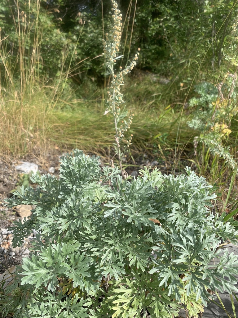 Absinthe Wormwood From Columbia Shuswap A Bc Ca On August At